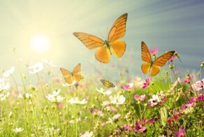 Почему июль носит такое название, и чем примечателен второй месяц лета?