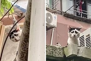 Бездомный кот, который идеально описывает своим внешним видом первую половину 2020 года