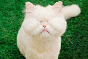 Персидская кошка ослепла в руках недобросовестного заводчика