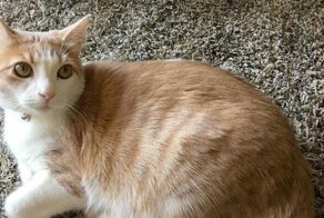 Котики и собаки до и после того, как их забрали из приюта