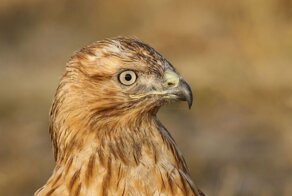 Птицы турецкого озера Ван