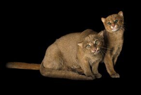 Ягуарунди: Антикошка или чужой среди своих