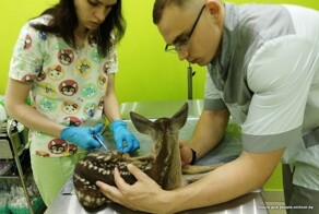 Как «косуленышу» ногу приделали