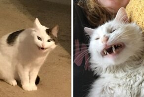 Пойманные во время чихания коты будто созданы для мемов