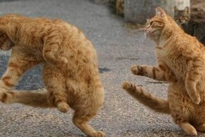 Коты делают все одинаково