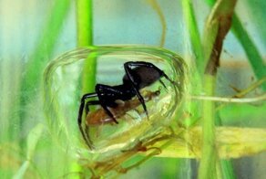 Единственный в мире подводный паук