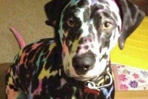 Когда встал не с той лапы: 35 животных, у которых явно был плохой день