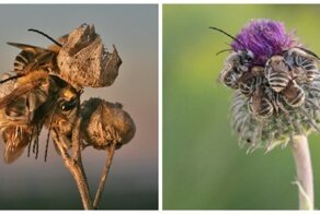 Пчелки уснули в саду