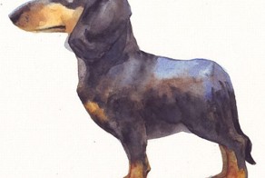 Такса. Укороченная версия (4 фото)