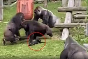 Самец гориллы спас детёныша, которого в пылу схватки чуть не раздавили самки