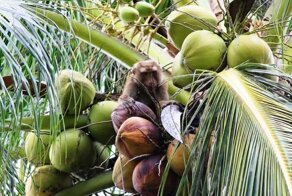 "Жизни обезьян имеют значение": в Британии отказались от кокосов, собранных макаками