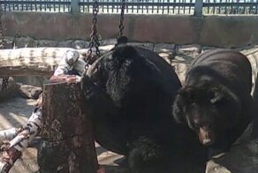 В жару медведям из Екатеринбургского зоопарка дают полезное мороженое