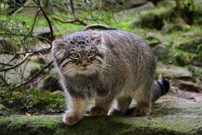 Манул: Кот, которого нельзя приручить, даже если вы профессионал