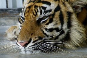 Тигриные гифки