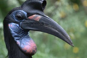 Удивительные птицы мира