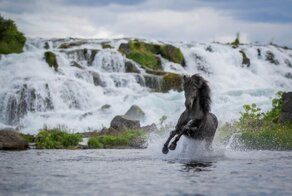 Захватывающие фотографии лошадей на фоне исландских пейзажей