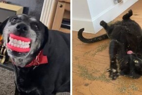 Животные, которые любят быть смешными