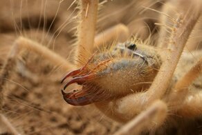 Верблюжий паук, скорпион ветра, бихорка