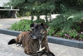 Собака уже три года ждет бросившего ее хозяина