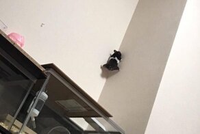 Сбежавший из клетки хомяк прославился в Японии