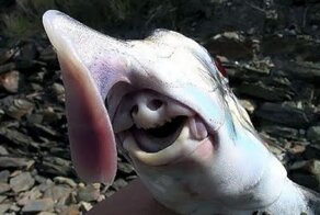 Акула - призрак или слоновая акула