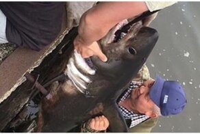 В Красногорске рыбаки поймали в реке акулу
