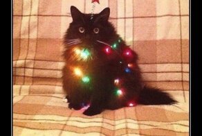 Хиканьки да хаканьки кошачьи часть первая