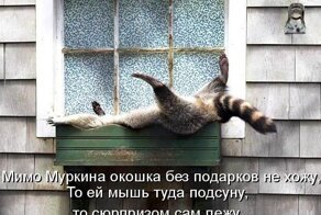 Хиканьки да хаканьки кошачьи часть вторая