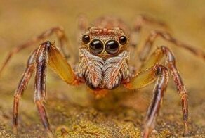 Пауки, какими вы никогда их не видели