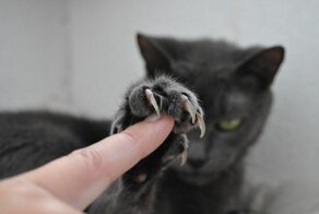20 грозных котиков, которые не упустят шанса продемонстрировать свои когти