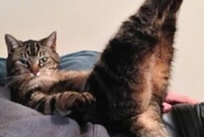 Кто круче? 20 котеек, которые позируют в стиле девушек пин-ап