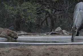Самец антилопы проигнорировал леопарда на водопое
