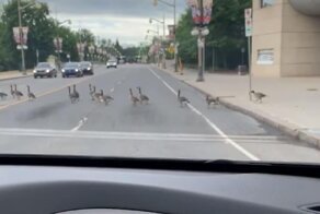 Переходившие дорогу гуси довели женщину до истерики