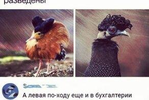 Комменты - огонь: 15 примеров, как отжигают пользователи соцсетей