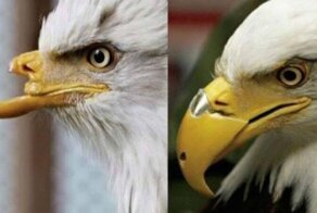 Самка белоголового орлана получила новую путевку в жизнь