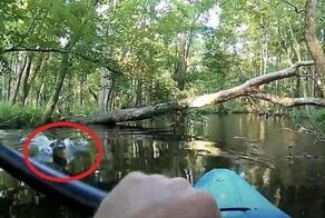 Нападение аллигатора на каякера попало на видео