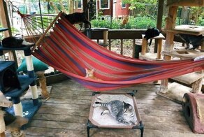 Что такое и как выглядит котио, игровая площадка для кошек на свежем воздухе