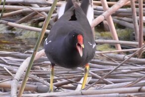 Рыбалка на поплавок летом 2020! Ловля карася с берега на поплавочную удочку