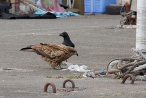 Отважная ворона (4 фото)