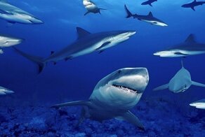 Топ-25: Малоизвестные факты про акул, которые вы могли не знать