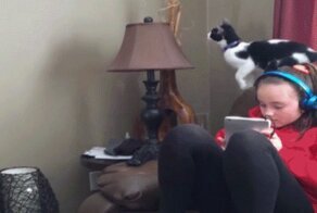 Кошачьи гифки