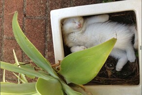Коты в цветочных горшках