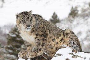 Снежный барс: Мохнатые киски снова в моде!