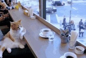 Кошачьи гифки