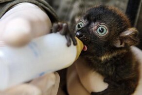 Милые малыши животных