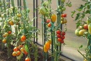 Нелепо выращивать помидоры на даче