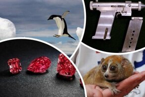 Интересные факты — от человека до космического оружия