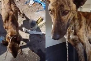 Собаку, которая чуть не умерла от голода, спас благородный любитель животных
