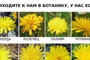 Вещи, которые выглядят одинаково, но по-разному называются