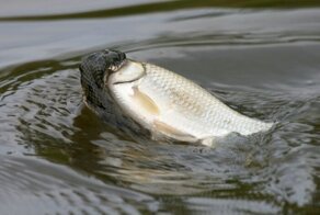 Змеи-рыболовы. Водяной уж (Natrix tesselata)